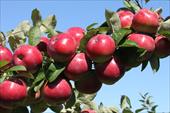 دانلود طرح احداث باغ سیب 20 هکتار به صورت آبیاری قطره ای