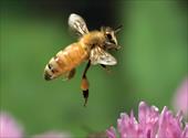 پاورپوینت درباره زنبور عسل - در حجم 41 اسلاید، فرمت فایل pptx