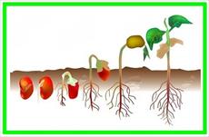 طرح جابربن حیان درباره انواع دانه ها و مراحل رشد دانه و چگونگی پراکندگی دانه ها