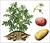 پاورپوینت کشت سیب زمینی - در قالب 41 اسلاید، فرمت فایل pptx