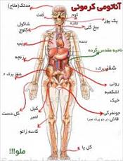 دانلود پاورپوینت آناتومی بدن انسان - شامل 139 اسلاید