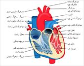 پاورپوینت آناتومی قلب - در حجم 38 اسلاید