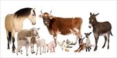 پروژه جابربن حیان با موضوع حیوانات اهلی و وحشی - شامل 37 صفحه