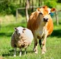 طرح جابر اول دبستان حیوانات اهلی به همراه دفتر کارنما - نسخه ورد