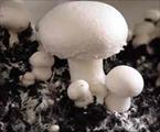 چرا رعد و برق باعث بوجود آمدن قارچ ها می شود؟