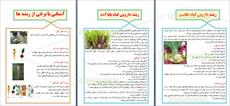 طرح جابر بن حیان در مورد ریشه ها و انواع ریشه های گیاهان - 18 صفحه