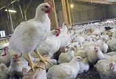 مقاله آموزش صفر تا صد  پرورش مرغ گوشتی در خانه با درامد بسیار بالا