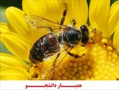 مقاله ای درباره زنبور عسل