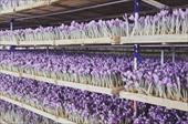 جدیدترین و کامل ترین آموزش کشت گلخانه ای زعفران ایروپونیک به همراه طرح توجیهی و طرح کارا