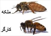 پاورپوینت توليد ملكه زنبور عسل اصلاح شده - در حجم 41 اسلاید