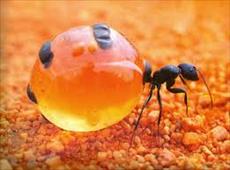پاورپوینت کلیاتی ازکلونی مورچه ها حشرات اجتماعی - در قالب 68 اسلاید, فرمت فایل pptx